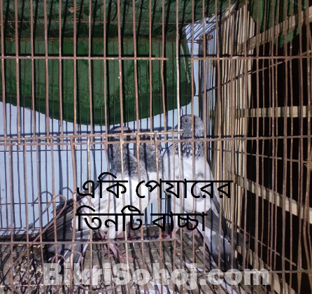 গিরিবাজ হাই ফ্লায়ার পাকিস্তানি